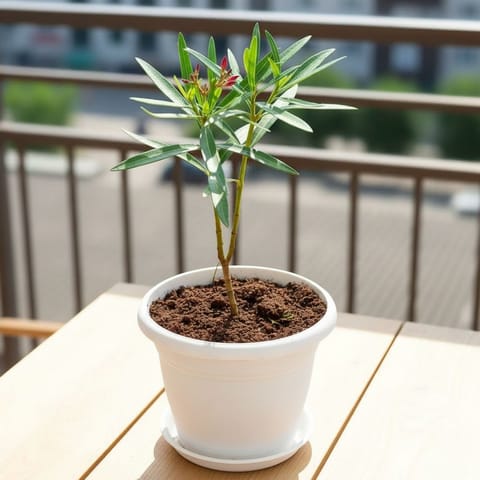 Oleander / Kaner (any colour) in 7 Inch Classy White Plastic Pot with Tray