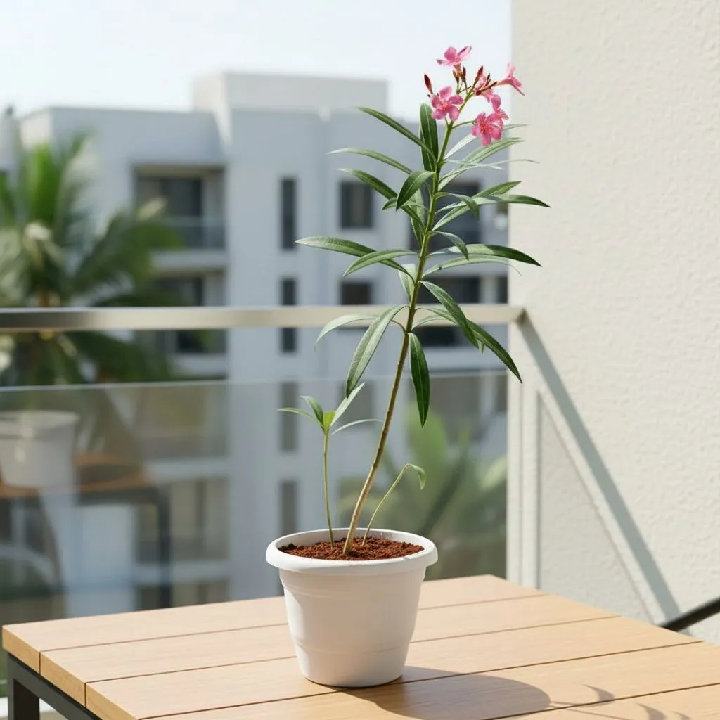 Kaner pink  in 7 Inch  White Classy Plastic Pot