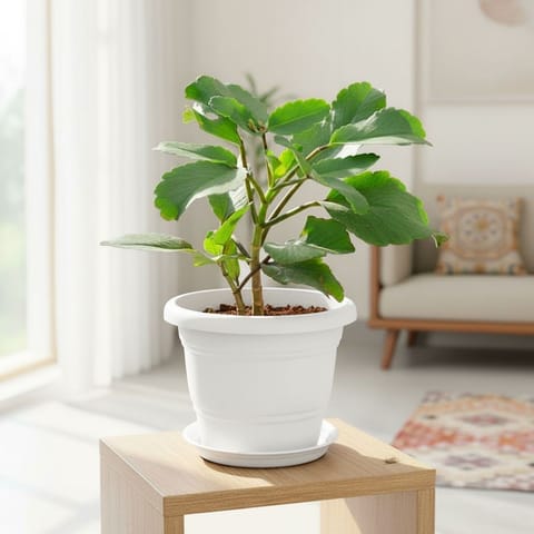 Patharchatta / Kalanchoe Pinnata in 7 Inch Classy White Plastic Pot with Tray