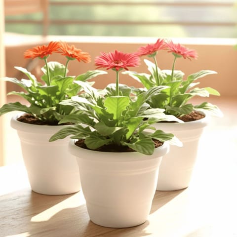 Set of 3 - Gerbera (any colour) in 7 Inch White Classy Plastic Pot