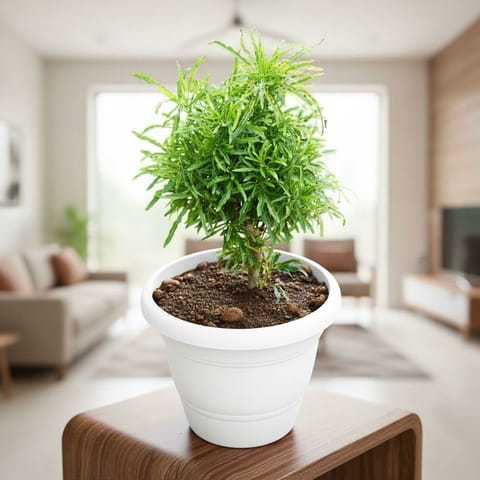 Aralia Green in 7 Inch Classy White Plastic Pot