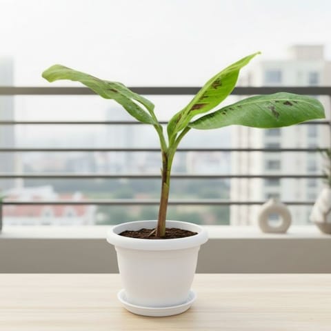 Banana in 7 Inch Live Fresh Plant Classy White Plastic Pot with Tray in Rohini Sector 1