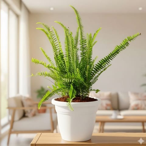 Fern Green in 7 Inch Live Fresh Plant Classy White Plastic Pot in Kaushambi