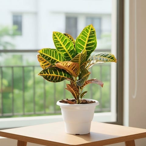 Croton Patra Yellow in 7 Inch Live Fresh Plant Classy White Plastic Pot in Sector 62