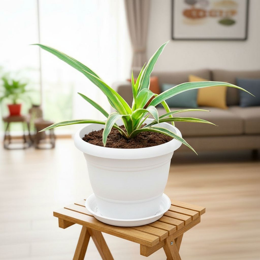 Spider Green in 7 Inch Classy White Plastic Pot with Tray