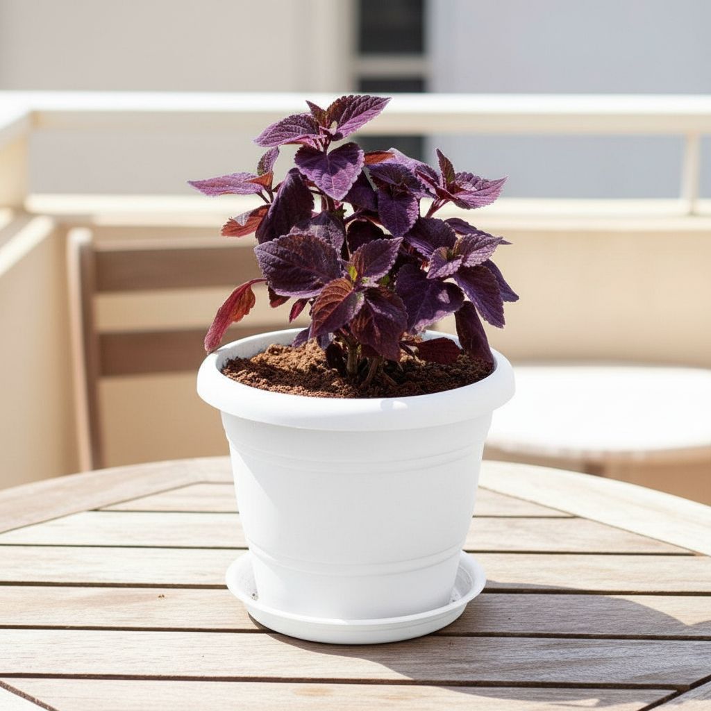 Coleus Red in 7 Inch Classy White Plastic Pot with Tray