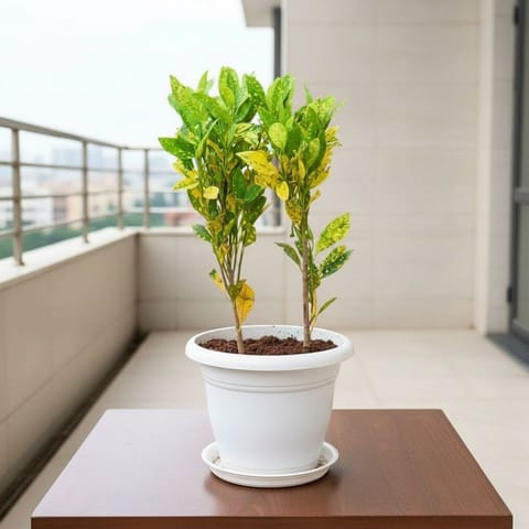 Baby Croton in 7 Inch Live Fresh Plant Classy White Plastic Pot with Tray in Rohini Sector 1