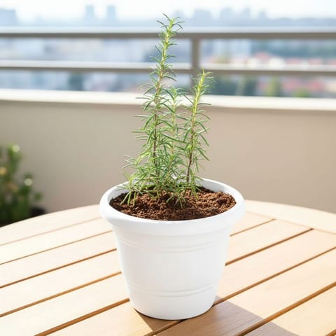 Rosemary in 7 Inch  White Classy Plastic Pot