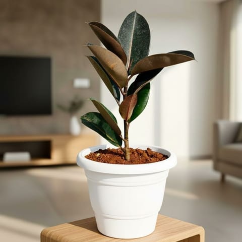Rubber black in 7 Inch  White Classy Plastic Pot