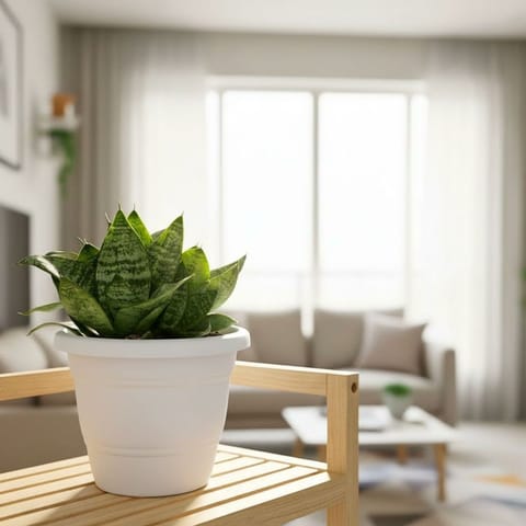 Snake Dwarf Green in 7 Inch Classy White Plastic Pot