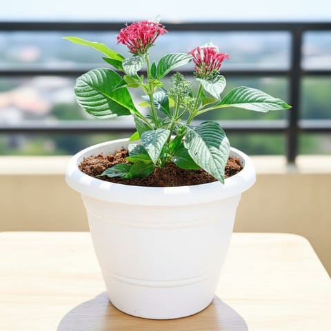 Pentas Red in 7 Inch Live Fresh Plant Classy White Plastic Pot in Dadar Mumbai