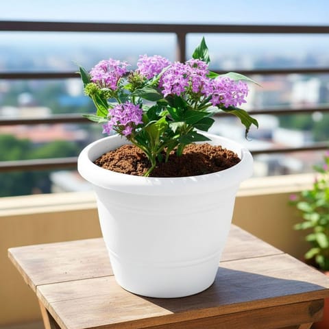 Pentas Purple in 7 Inch Classy White Plastic Pot