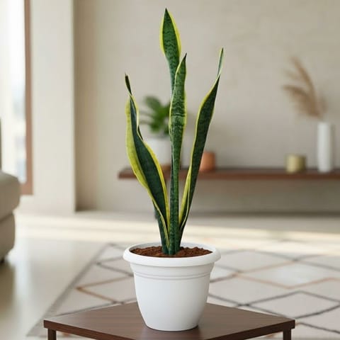 Snake Long in 7 Inch White Classy Plastic Pot