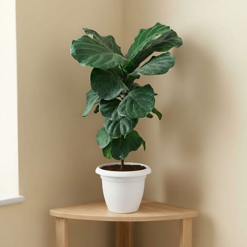 Fiddle Leaf Fig / Ficus Lyrata ( ~ 2 Ft) in 9 Inch Classy White Plastic Pot