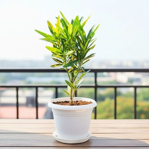 Croton Banana in 7 Inch Live Fresh Plant Classy White Plastic Pot with Tray in Sector 78