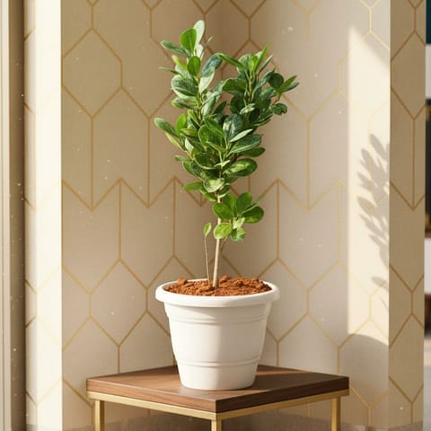 Panda Ficus in 7 Inch Live Fresh Plant White Classy Plastic Pot in Gorai Mumbai