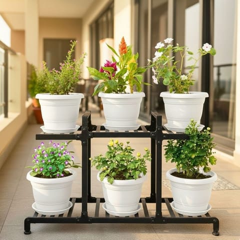 Set of 6 - Cuphea, Celosia Multicolour,Torenia,Chrysanthemum, Impatiens Balsamina White & Mogra (any colour) in 7 Inch Classy White Plastic Pot with Tray