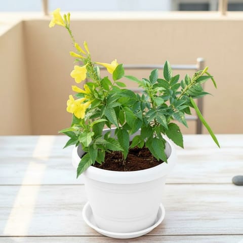 Tecoma Yellow in 7 Inch Live Fresh Plant Classy White Plastic Pot with Tray in Sector 62