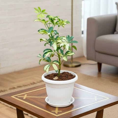 Schefflera Variegated in 7 Inch Live Fresh Plant Classy White Plastic Pot with Tray in Model Town