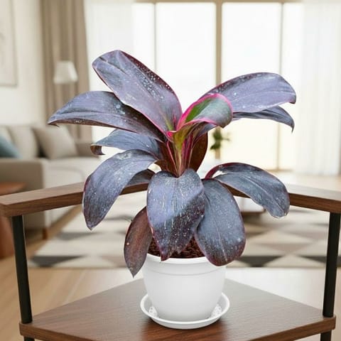 Dracaena Kedarnath in 7 Inch Live Fresh Plant Classy White Plastic Pot with Tray in Vidyavihar