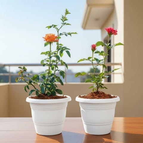 Set of 2 - Rose / Gulab (Pink & Orange) in 7 Inch Live Fresh Plant Classy White Plastic Pot in Haziabad East