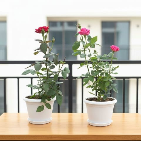 Set Of 2 - Rose (Red & Pink) in 7 Inch Live Fresh Plant  White Classy Plastic Pot With Tray in Juhu Mumbai