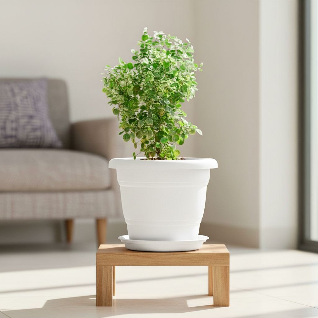 Aralia Bush in 7 Inch Classy White Plastic Pot with Tray