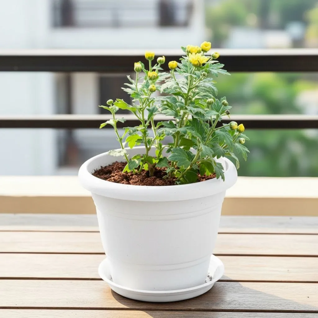 Chrysanthemum / Guldawari / Guldaudi Yellow in 7 Inch Classy White Plastic Pot with Tray