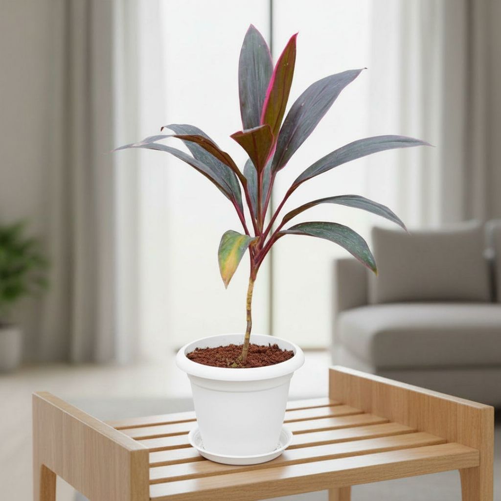 Dracaena Rosea in 7 Inch Classy White Plastic Pot with Tray