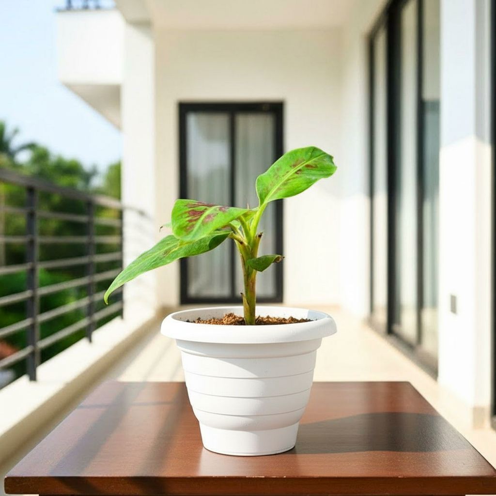 Banana in 8 Inch  White Classy Plastic Pot