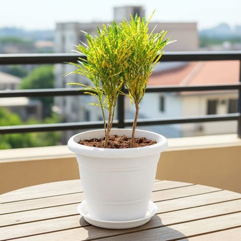 Chironji Croton in 7 Inch Live Fresh Plant Classy White Plastic Pot with Tray in Sector 78