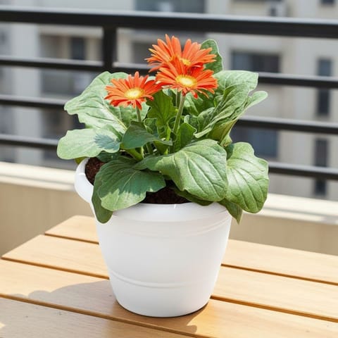 Gerbera (Any Colour) in 7 Inch White Classy Plastic Pot