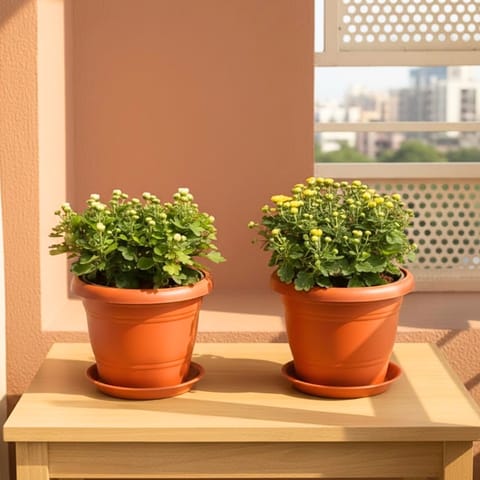 Set of 2 - Chrysanthemum (Red & Yellow) in 7 Inch Classy Red Plastic Pot with Tray