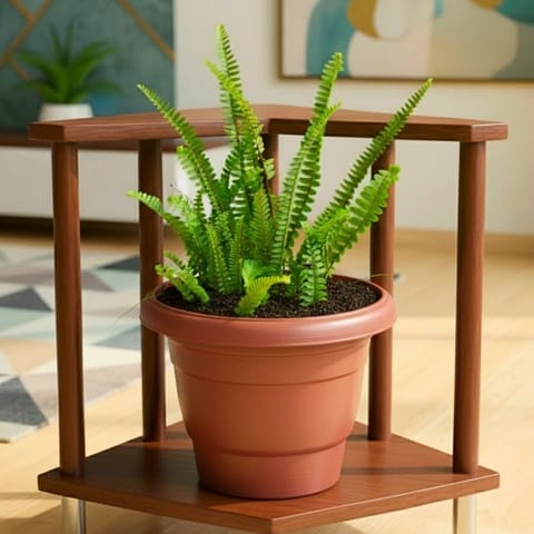 Boston Fern Green in 8 Inch Red Classy Plastic Pot