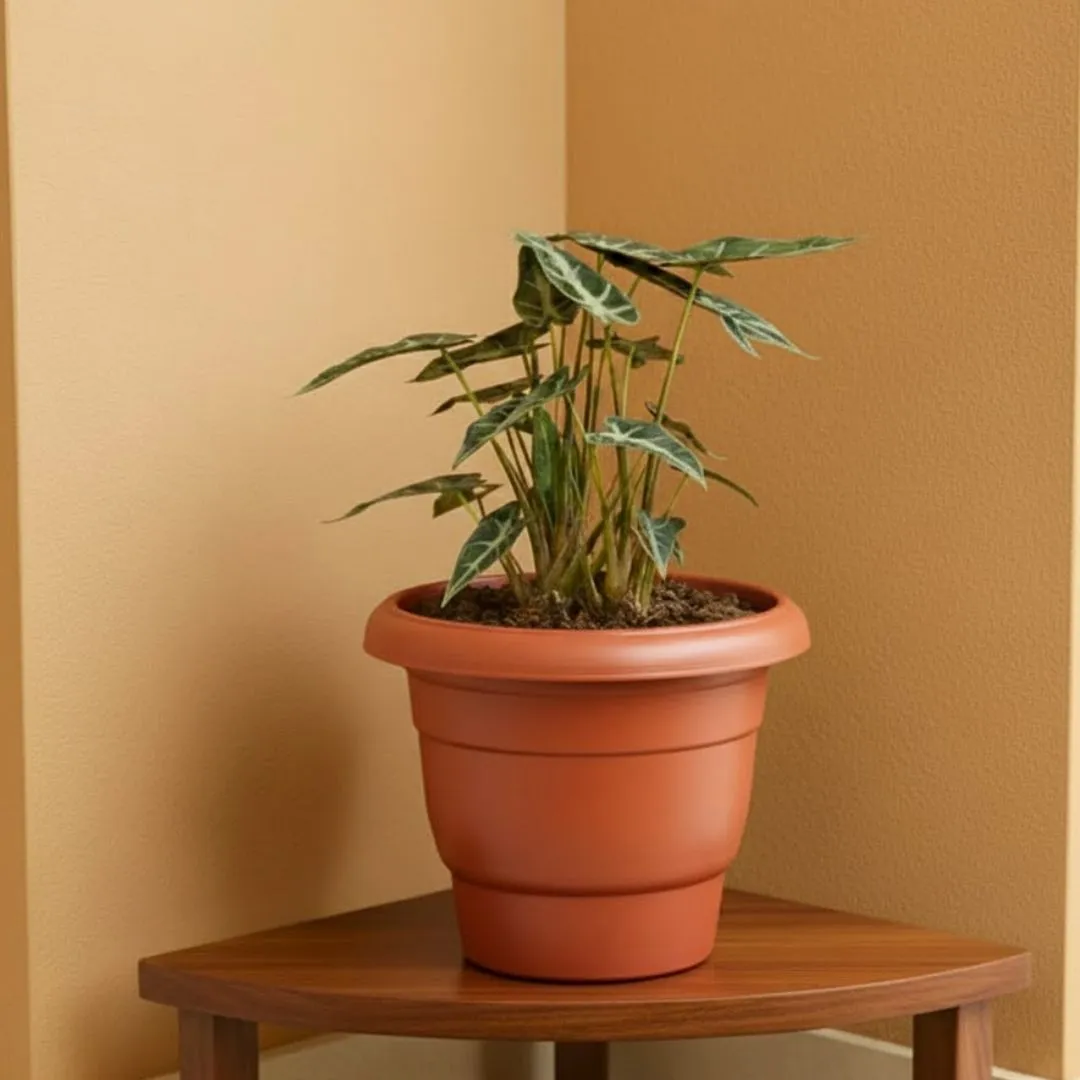 Alocasia Volcano in 8 Inch Red Classy Plastic Pot