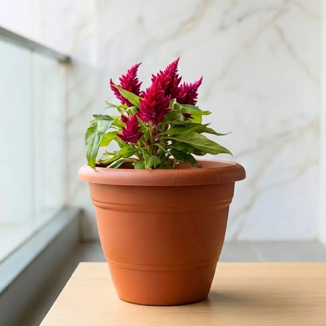 Cockscomb Pink in 7 Inch Classy Red Plastic Pot with Tray