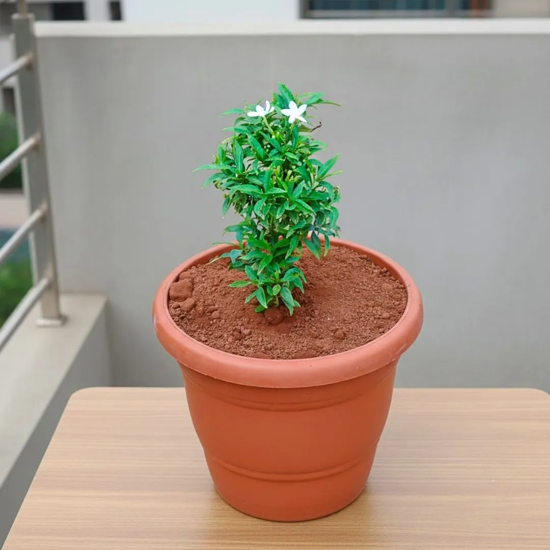 Chandni Dwarf in 7 Inch Classy Red Plastic Pot