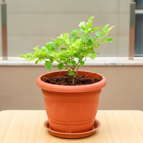 Duranta Green in 7 Inch Live Plant Classy Red Plastic Pot with Tray