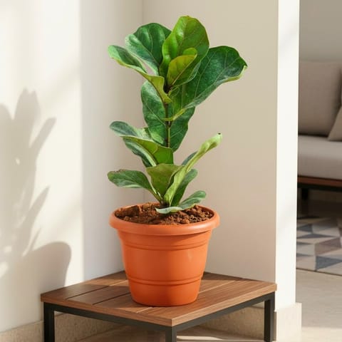 Fiddle Leaf Fig / Ficus Lyrata in 7 Inch Red Classy Plastic Pot