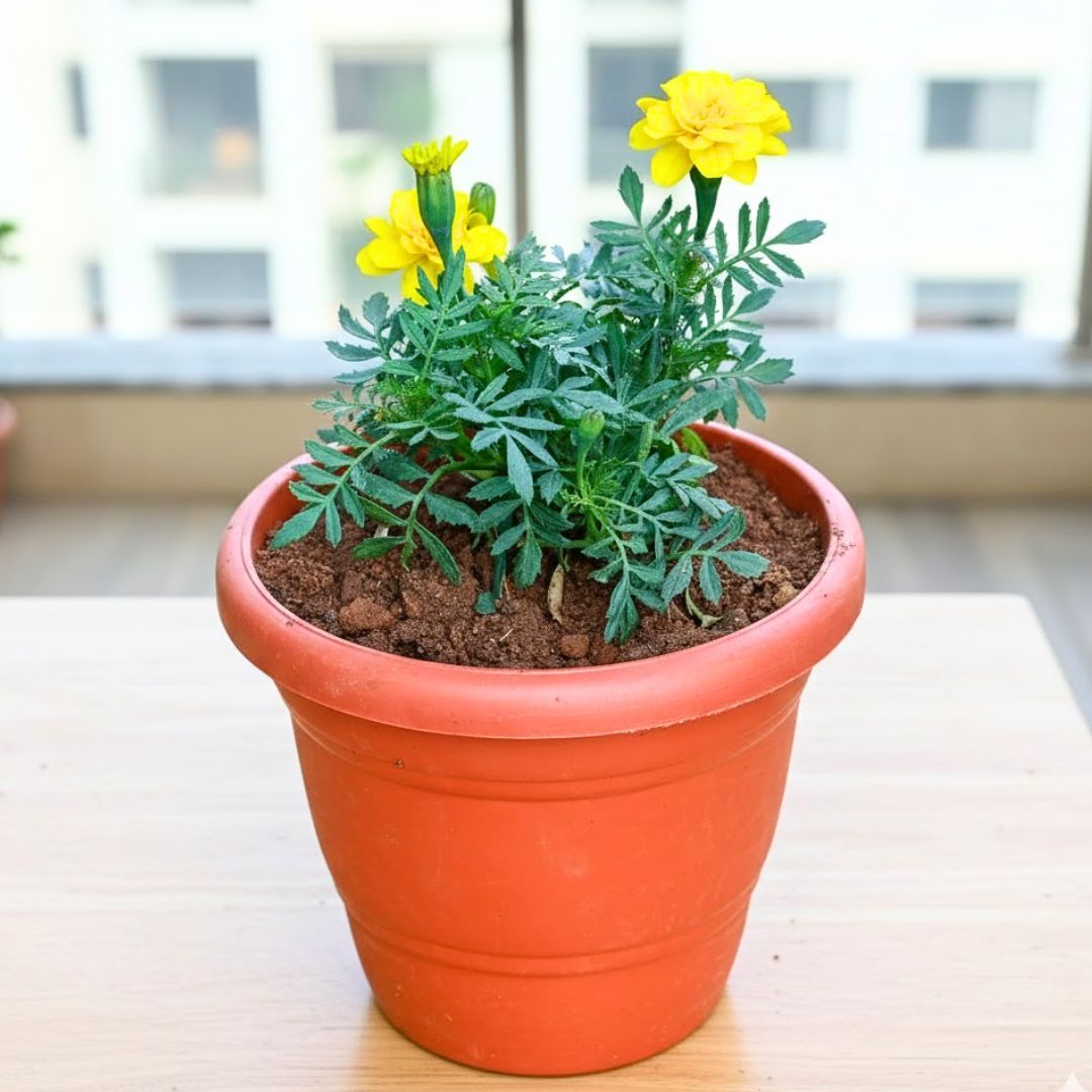 Marigold / Genda Yellow in 7 Inch Classy Red Plastic Pot