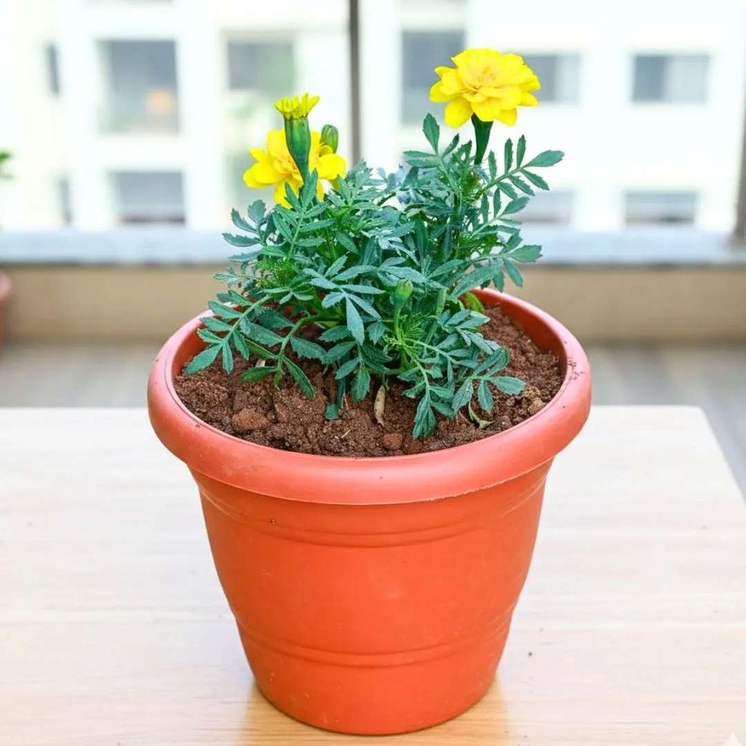 Marigold / Genda Yellow in 7 Inch Classy Red Plastic Pot