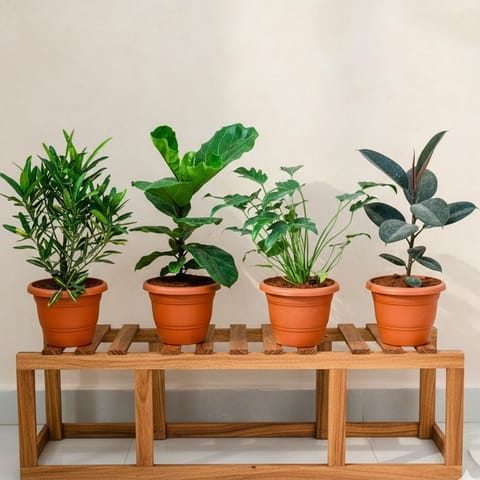 Set of 3 - Peace Lily, Rubber Black & Snake Long Green in 7 Inch Live Plant Classy Red Plastic Pot