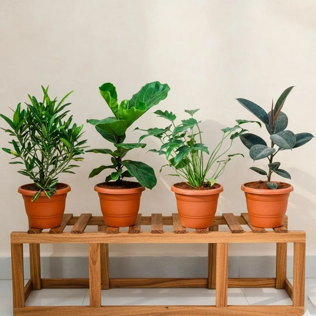 Set of 4 - Croton Sunny Star, Fiddle Leaf Fig / Ficus Lyrata, Xanadu & Rubber Black in 7 Inch Classy Red Plastic Pot