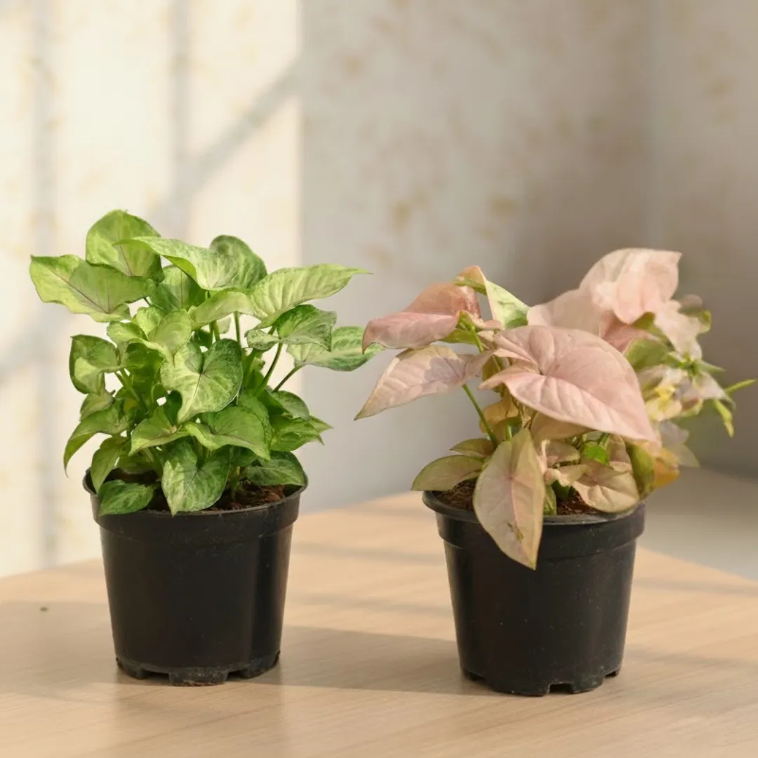 Set of 2 - Syngonium (Pink & Green) in 4 Inch Nursery Pot