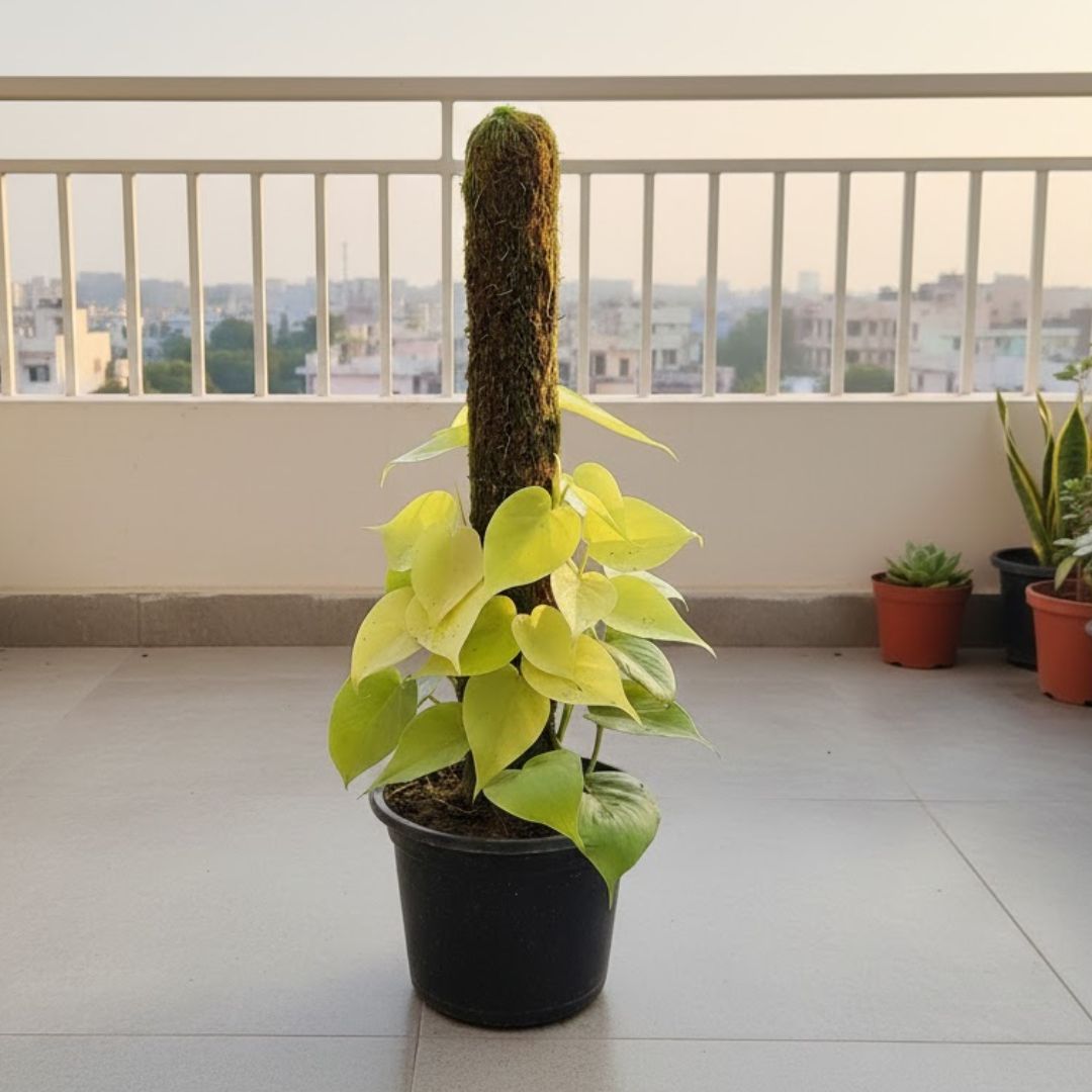 Oxycardium Golden With Moss Stick in 7 Inch Nursery Pot