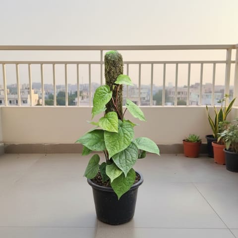 Paan / Betal leaf with 2 Ft Moss Stick in 6 inch Nursery Pot