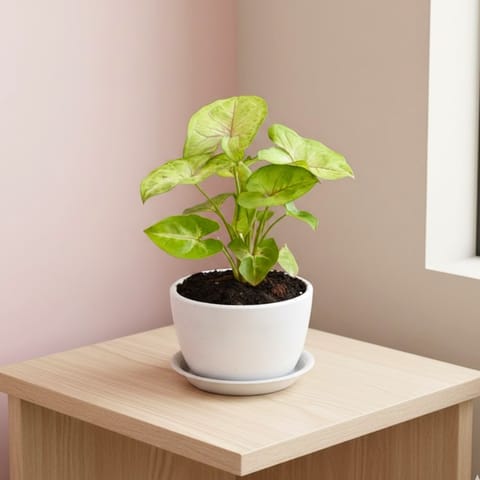 Gift Ready - Syngonium Golden in 3 Inch Classy White Cup ceramic Pot with Tray With a Chic Bag