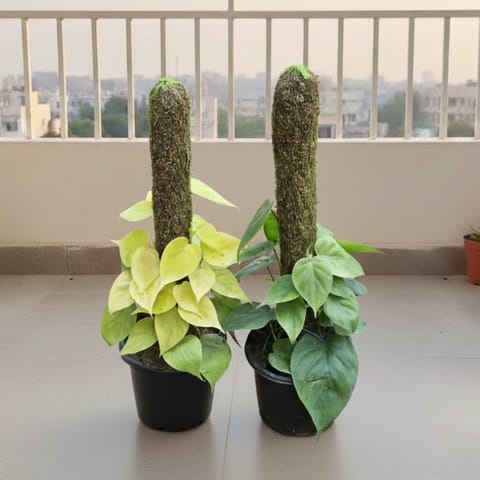 Set of 2 - Oxycardium (Green & Golden) with 2 Ft Moss Stick in 7 Inch Nursery Pot