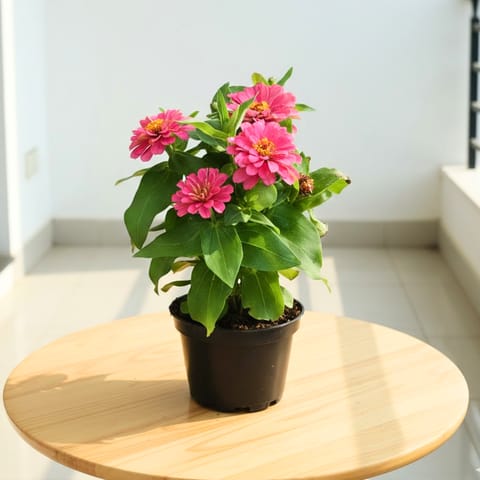 Zinnia (Any Colour) in 4 Inch Nursery Pot