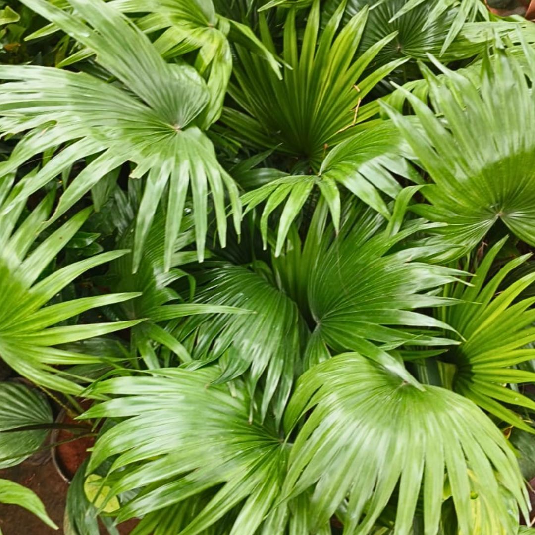 China Palm in 6 Inch Nursery Pot